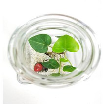 그린테라피 1+1 스투키 산세베리아 공기정화식물 미세먼지 농장직영, o하트