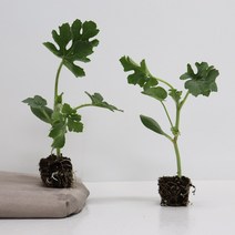 수박모종 망고수박모종 흑피 애플수박 모종 1박스, 망고수박모종20주
