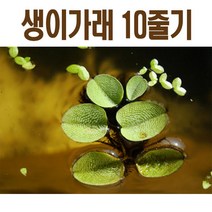 생물농장 생이가래10줄기