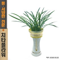 치타플라워 동양란 철골소심 [CD04-002] 승진 개업 축하 난 동양난 영전 취임 생일 선물 화분 고급 란 전국 당일 배송 꽃배달