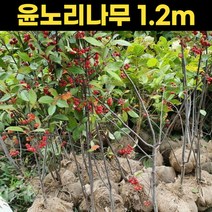 꼭지윤노리나무 1.2m 윤노리 열매 나무 관상용 원예, 상세페이지 참조, 상세페이지 참조