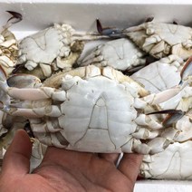 [KT알파쇼핑]서해안 몽당 숫꽃게 1kg