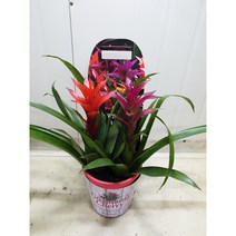 삼색체리 공기정화식물 뉴그린