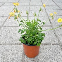 산미구엘 사랑초꽃 사랑초 옥살리스