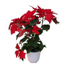 포인세티아 빨강 중품 러브유 겨울꽃 크리스마스꽃 관엽식물 인테리어식물 10, 1개