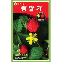 둥근달 가지 씨앗 100립 - 원형 가지 가지씨앗 야채씨앗 채소씨앗 채소재배 종묘 종자 베란다 텃밭 씨 씨앗 오이 호박 방울토마토 수박, 17_다농_뱀 딸기(1000립)