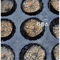다육식물/선인장 리톱스 갈색플라스틱모종 4개 (L0315)