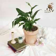 테라노리 베이직 18cm 20cm 베트남 빈티지 수제토분 감성 인테리어 토분, 모카