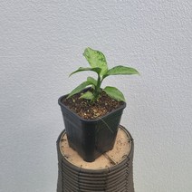신상품 아글레오네마 실버다이아 소품 15~25cm 35, 1개
