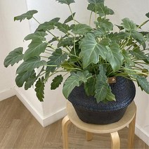 해초 왕골 라탄 바구니 실내 조경 조화 화분 거실인테리어 현관 안방꾸미기 병원 사장실 카페, 색상_블랙, 상세페이지 참조