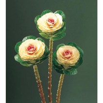 꽃양배추 루시르 절화 분화용Cut Flower Kale Lucir Series(종자 꽃씨앗 / 10립), 로즈