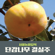 썬갤러리농원 최저가 상품 TOP10