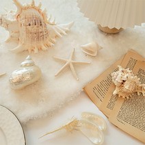 [왓위셀] 바다 모형 조개 소라 껍질 껍데기 촬영 소품 트레이 오브제 화이트, 23. 백소라(소)