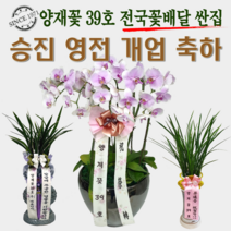 양재꽃39호 승진난 영전 개업축하 동양란 서양란 동양난 서양난 분재 숯부작 인사이동 스승이날 개업선물 전국당일꽃배달싼곳, 21 명품 호접 노랑(도시지역 한정)