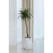 [북유럽스타일화분/공기정화] 드라세나 드라코, 단품
