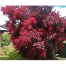 꽃나무 자엽 신품종 안개나무, 자엽안개(로얄퍼플) 키150cm, 1개