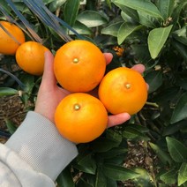 [앙코르판매] GAP인증 받은 꼬마 천혜향 10kg, 꼬마천혜향 10kg