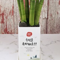 [승진/개업/영전/생신] 마음을 전하는 축하메세지화분 3종, 직사각 중형, 2. 엄지척 화분, 칼라벤자민, 1개