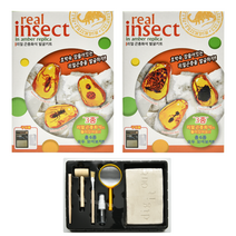 곤충화석발굴키트 호박 곤충화석, 상세페이지 참조