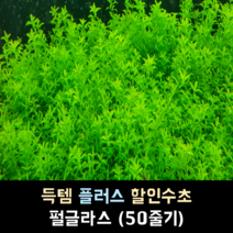 펄글라스 (50줄기)