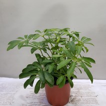 홍콩야자 공기정화 반려식물