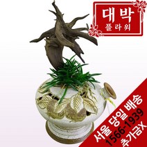 대박플라워 도부작 동양란 승진선물 취임 영전 이전 개업선물 부모님선물 꽃배달