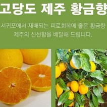 제주 황금향 선물용 2.5k 14-18과 수험생 비타민C 명절 식단 남여공용 망고, 단품, 단품