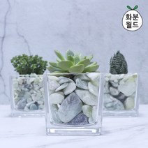 화분월드 옥자갈1.5kg, 1개0호