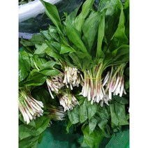 울릉도 자연산 명이나물 생채 2kg 산마늘, 1개