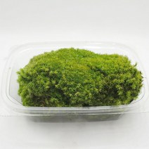 국산 비단이끼 한팩(18cmx14cm) 롤링모스가든, 1개
