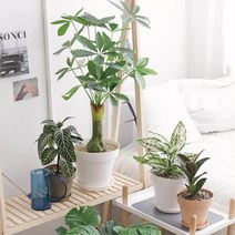 홈가드닝 실내정원 모던 화분 지름25cm 원예 베란다 채소키우기 가정용, 화이트