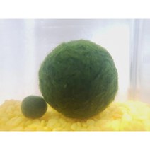 모스볼2.5-3cm 체리생이새우어항꾸미기 초보음성수초키우기