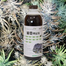 자연미가 와송 효소액 1000mlx1병 /ss 자연숙성 발효액100%, 1000ml, 1개