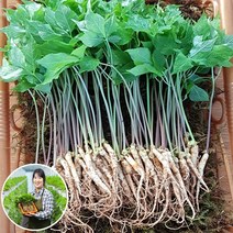 [맘스호미] 장성농부 새싹삼 새싹인삼 면역력 선물, 1박스, 새싹삼 M_25개