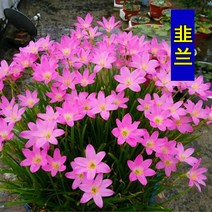 종자 종자 코스모스 심기 쉬운 여러 꽃종자 부추난초모종 야외꽃종자분말 바람비난란화분화분 사계절 살기쉬운 붉은꽃 양파난초 부추난초뿌리 10, 100 부추 뿌리