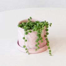 월간식물 7월 콩난 콩란 녹영 식물 키우기 마이플랜트, 매트 마블 화분세트(받침포함), 꽃길