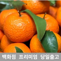 [특등급선별] 레드향 1.8kg 제주레드향 천혜향 한라봉 제주천혜향 겨울과일 한라봉선물세트 라향 레드향천혜향 레드향선물세트 제주카라향 제주한라봉 제주도천혜향 제주도한라봉 황금향 설