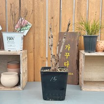 가꾸다 수입목단 모란(13종-개별판매) 꽃이미지 옵션확인해서 구매해 주세요, 02.월궁촉각, 1개