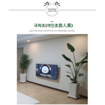 서울경기인천[반값화분] MAIN-대형극락조160 직접배송 축하화분 개업화분 거실화분 카페화분 인테리어화분 아레카야자 극락조 알로카시아 파키라 고무나무, 사각화이트