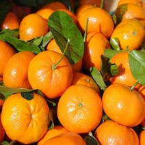 (특등급) 오늘출고 감귤2KG 밀감 귤 제주밀감 제주귤, 쿠팡 2KG, 쿠팡 본상품선택