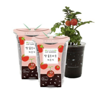 틔움세상 컵가든 방울토마토 키우기, 4개입