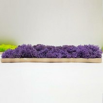 숲앤숨 편백 스칸디아모스 포인트 벽지 대(20*9cm) x 1개, 씨클라멘