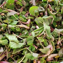 (산지직송)경남 사천 자연산 머위잎 500g 중간크기머위순(나물용), 1개