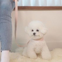 [스토어봄] 펫베오 5초 순면 강아지 핸즈프리 리드줄-펫베오, 색상:소라