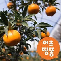 제주 당도높은 고당도 만감 천혜향 가정용 명절 선물세트 3kg 5kg, 5kg 중과 16-24과