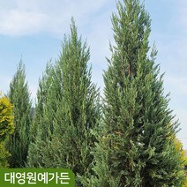 블루엔젤 14cm포트 서양 측백나무 울타리용 상록수, 1개