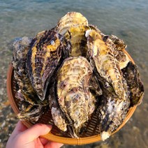 통영 석화 10kg 5kg 각굴, 석화10kg