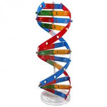 DNA 이중나선 입체 모형 만들기 과학 교구 키트 자료 화학분자구조