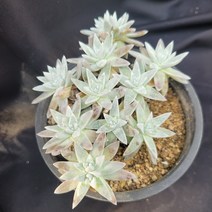 [메카다육]52-0408 화이트그리니(두들레야) 화분포함 다육식물, 1개