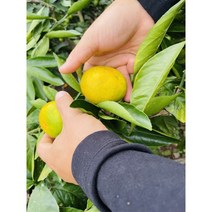 제주도 귤 비가림 감귤 5kg, 2L